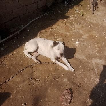 ağ siçan: Amerikan buldoqu, Erkek, Peyvəndli — 1