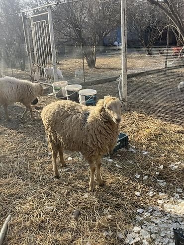 bala it sekilleri: Qoyun və quzu sürüsü - Cins: yerli qaragül/yerli xışıltılı tiplər — 4