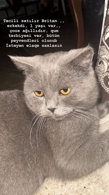 Akvariumlar: Britan, Erkək — 1