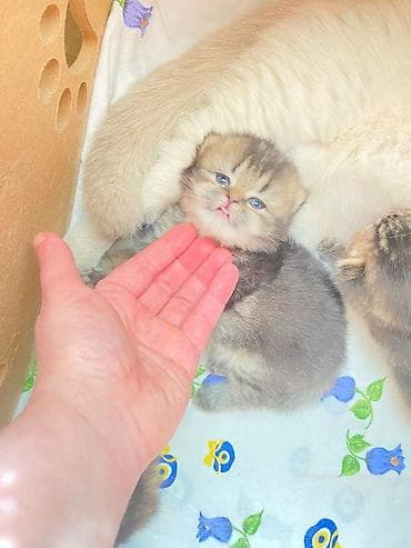 pisiy cantasi: Qızıl şinşilla — 8