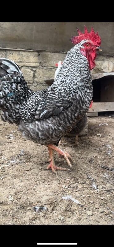 toyuq şəkilləri: Toyuq, Damazlıq — 1