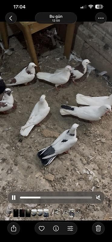 takla goyərcin: Qüvvətli uçuşlu, müxtəlif rəng kombinasiyalı ev göyərçinləri dəsti — 1