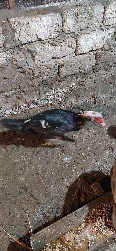 ördək bala: - Növ: Lal ördək, amerikan sortu - Rənglər: tünd, ağ və qəhvəyi — 9