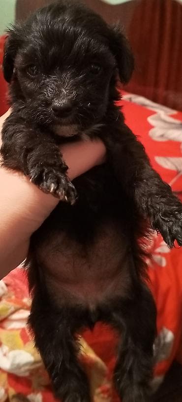 cins toyuq: Peyvəndli — 4