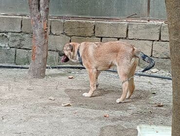 qurdbasar balaları: Qurdbasar, 3 ay, Dişi, Ödənişli çatdırılma — 4