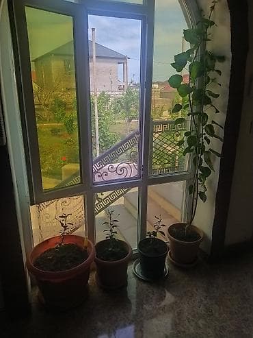 yun kilim: Çin qızılgülü - yüksəkboy dırmaşan/asma tipli bitki. - Hər biri — 1