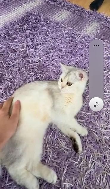 Silver şınşıla dişi 1yaş yarımlıq