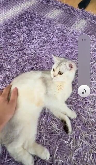 Кошки: Silver şınşıla dişi — 1