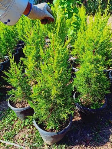 aile agaci: Limonu Yolka🌲 — 2