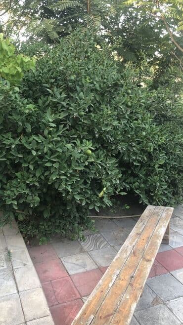Məhsul: Limon ağacı (meyvəli) AÇIQ ŞƏRAİTƏ ÖYRƏŞİB TƏMİZ ORDUBAD