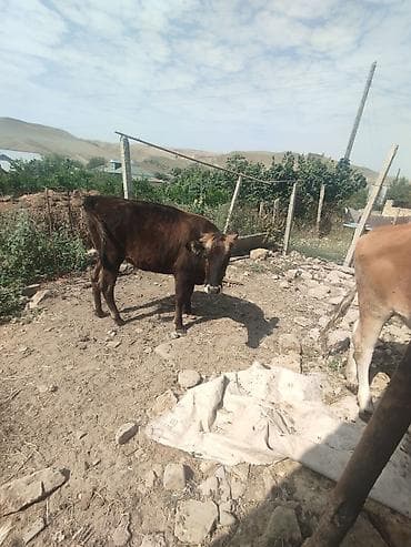 cins toyuqlarin satisi: Dişi, il: 1, Damazlıq, Ünvandan götürmə — 1