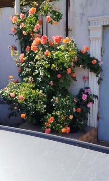 Дома: 5 комнат, 140 м², Свежий ремонт — 3