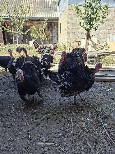 Erkək, Damazlıq