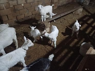 toyuq mehsullari topdan satis: Südçülük üçün keçilər sürüsü SANEN ALPİN MACAR CİNSLERİ ANA KEÇİLER — 6