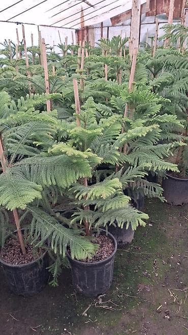 ev gulleri sekilleri: Norfolk şamı (Araucaria heterophylla) – qablarda - Dekorativ — 2