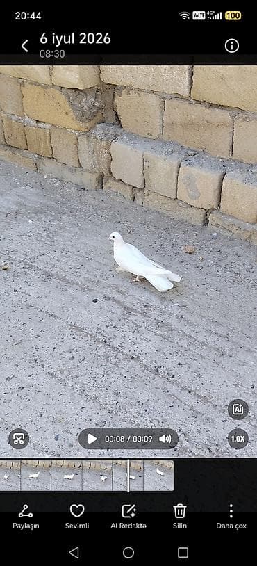 Quşlar: Ağ rəngli göyərçin - Tamamilə ağ lələk örtüyü, səliqəli və parlaq — 1