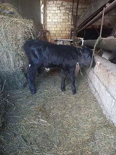 erkək quzu: Erkek super Gövdəli buzovdu — 2