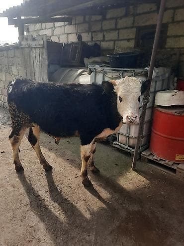 bit daragi harada satilir: Satılır: 2 baş dana - Qırmızı-qəhvəyi dana: balaca buynuzlu, sıx — 7