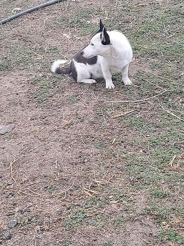 it haski: İki rəngli (qara-ağ) kiçik ölçülü it - Cins tipajı: tərtibli bədən — 3