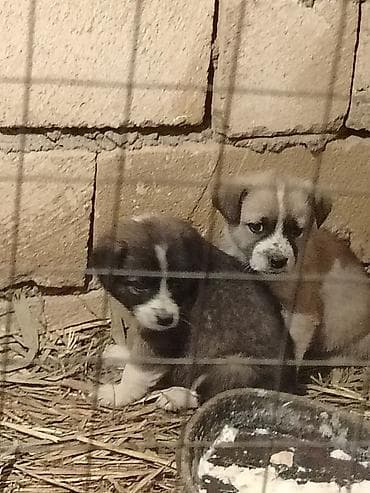 pudel itlerin satisi: Erkek, Pulsuz çatdırılma — 2