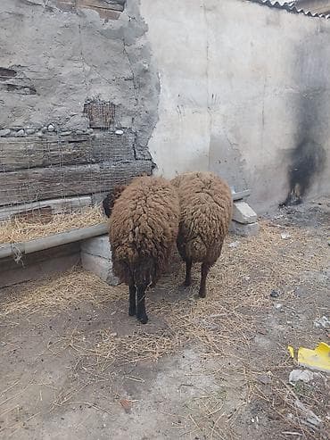 Quşlar: 11 ayligdi diri ceksin 65 kilodu ikisi bir yerde 1050 manat qoçlugda — 3