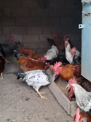 heratı xoruz: Məhsul: Qarışıq xoruzlar Təsvir: - Şəkillərdə görünən müxtəlif cins — 9