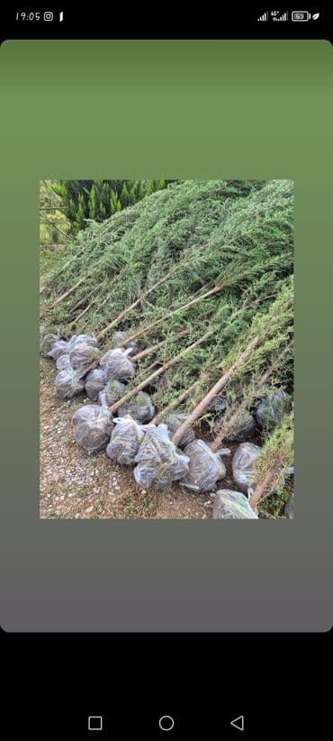 premium çay fabriki: 2azn — 4