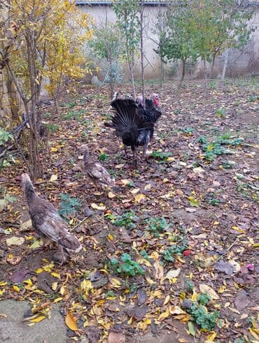 damaz: Erkək, Damazlıq — 3