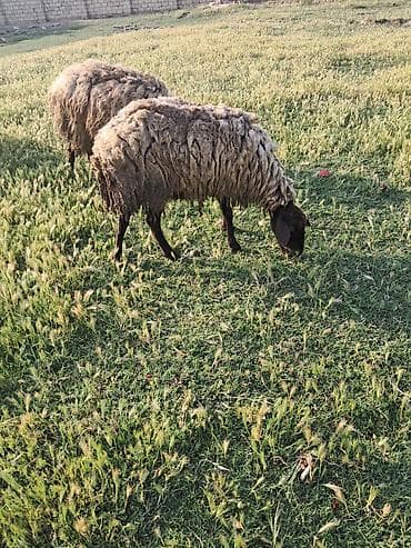 keci dişi: Qala qoyunu cavandi — 2