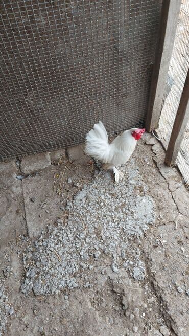 iri buynuzlu heyvan satisi: Ağ rəngli dekorativ xoruz - Tam ağ lələk örtüyü, dik və sıx quyruq - — 3