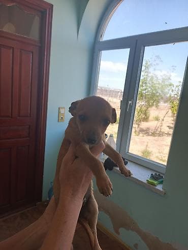 koker spaniel satilir: Miniatür pinçer, 7 ay, Dişi, Peyvəndli, Ünvandan götürmə, Pulsuz çatdırılma — 3