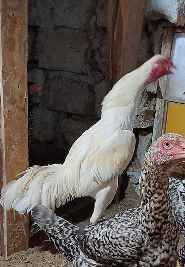 it adları erkek: Xoruz, il: 1, Ünvandan götürmə — 1