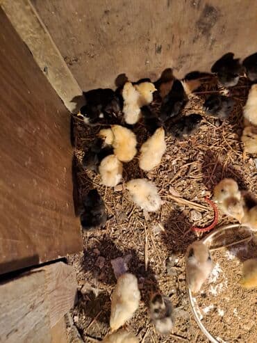 heyvanlara verilen adlar: Другие птицы — 1