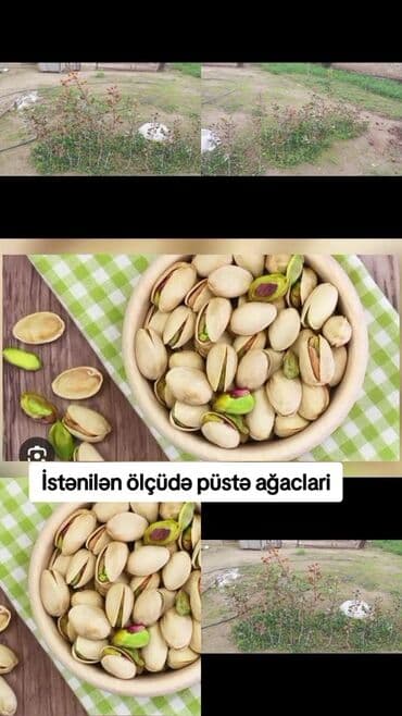 zire bitkisi: Salam hercür ölçüdə var 5 manata 10 manata — 1