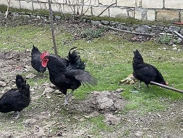 Курица, Australop, Для яиц, Платная доставка, Доставка в районы, Самовывоз — 2