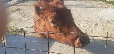 qax heyvan bazarı: Qızıl Dişi Dana Tam Damazligdi Qiymeti 1600 manat — 4