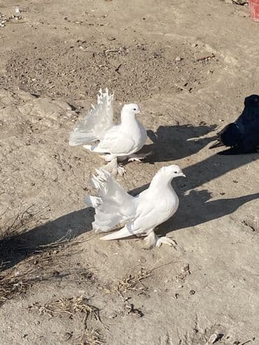 coban iti balasi: Ünvan:ŞƏKİ Ağ rəngli quyruğu yelpikvari göstərən dekorativ göyərçinlər — 2