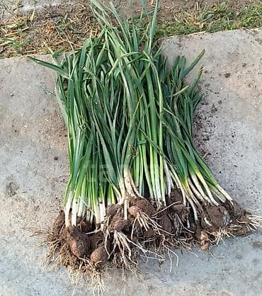 сад: Nergiz gulu sogani 1 ededi 0.20 qepik — 1