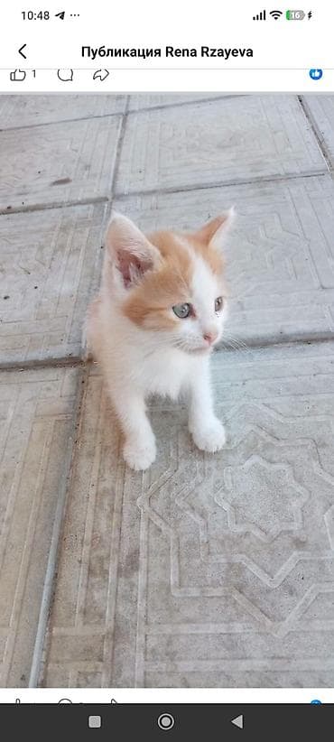 balaca it: Dişi, Yaxşı əllərə — 6
