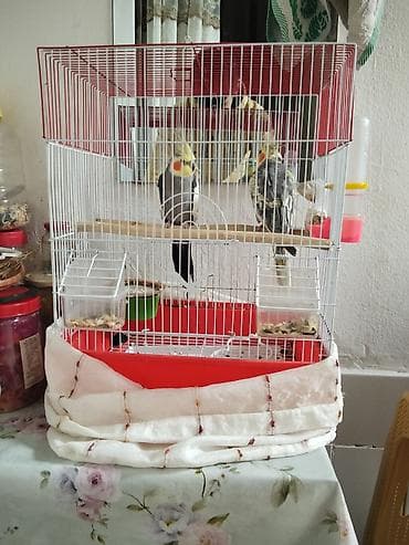 Satılır karelladi ela qusdur hec bir xesteliyi yoxdur