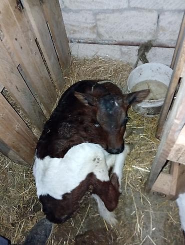 tap.az heyvanlar qoyunlar: Salamin aleykum saglam yeyimcil hundur heyvandir sudu 3 — 5