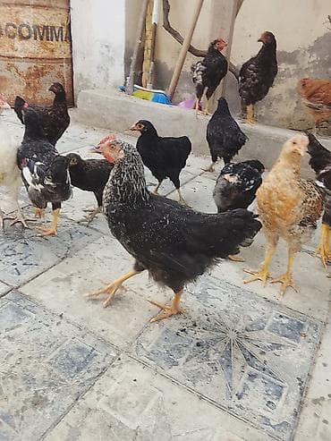 Toyuq cücələri, Ətlik