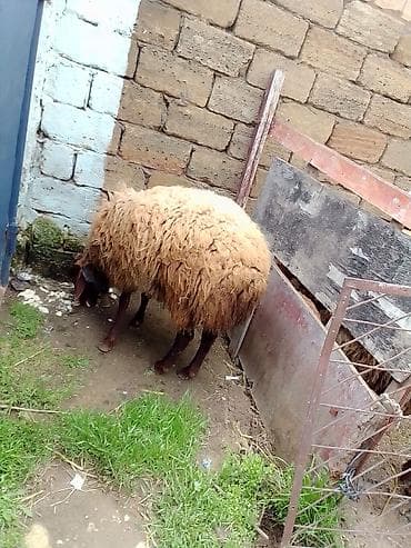 lalafo.az atlar: Erkey toğulu satılır istəyən olsa yazsın video sun atım baxın real — 6