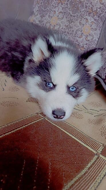 it satilir: Xaski — 4