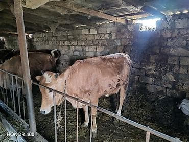 baki heyvan satisi: Sarımtıl-qonur rəngli dişi mal-qara (inek/buzağı) satılır — 2