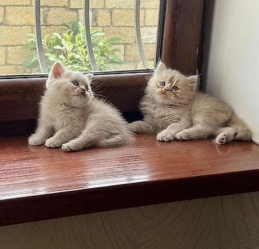 mingəcevir pişik: Şotland — 5