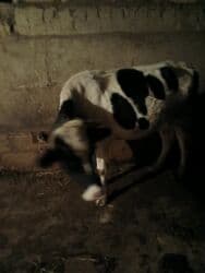 Коровы, быки: Самка, Holsteyn, лет: 2, 200 кг, Для молока, Бесплатная доставка — 3