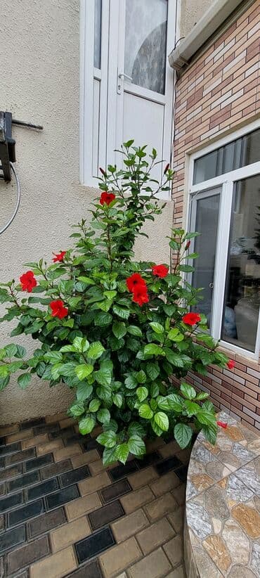 qırmızı gül şəkilləri: Qırmızı Hibiskus (Çin qızılgülü) – iri dibçəkdə, bol çiçəkli dekorativ — 7