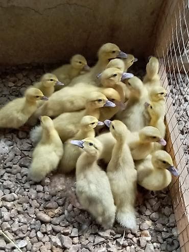 Lavanda balaları satılır