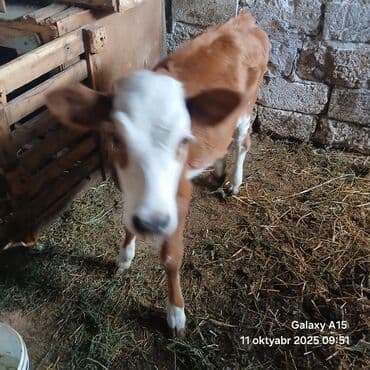 heyvan bazari inekler: Satlıq buzov

-dişi dana 4 ayilıq — 2